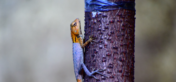 Copie de format LinkedIn 600 x 280 px